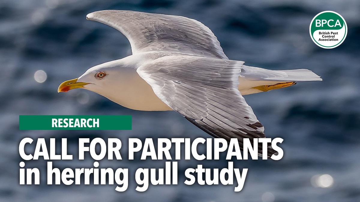 calls-for-participants-in-herring-gull-study-hero2 calls-for-participants-in-herring-gull-study-hero2